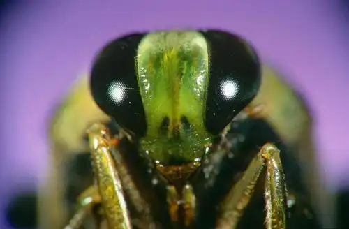 德国摄影师拍摄高清晰昆虫眼睛照片 点击量[163] 回帖量[8]