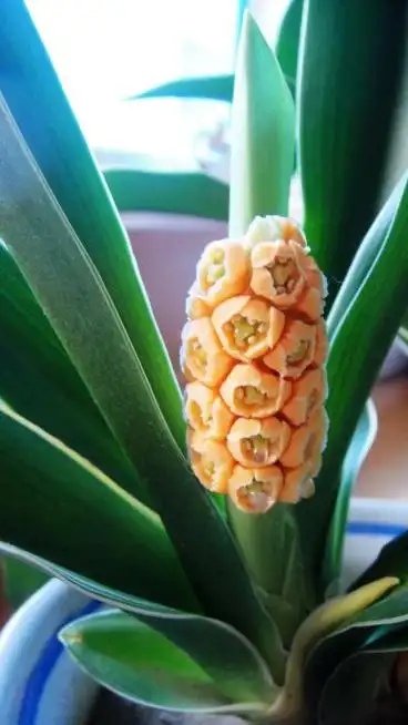 我的万年青结果了