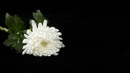 4日全国哀悼,部分电视剧综艺停更,上海影视乐园暂停开放