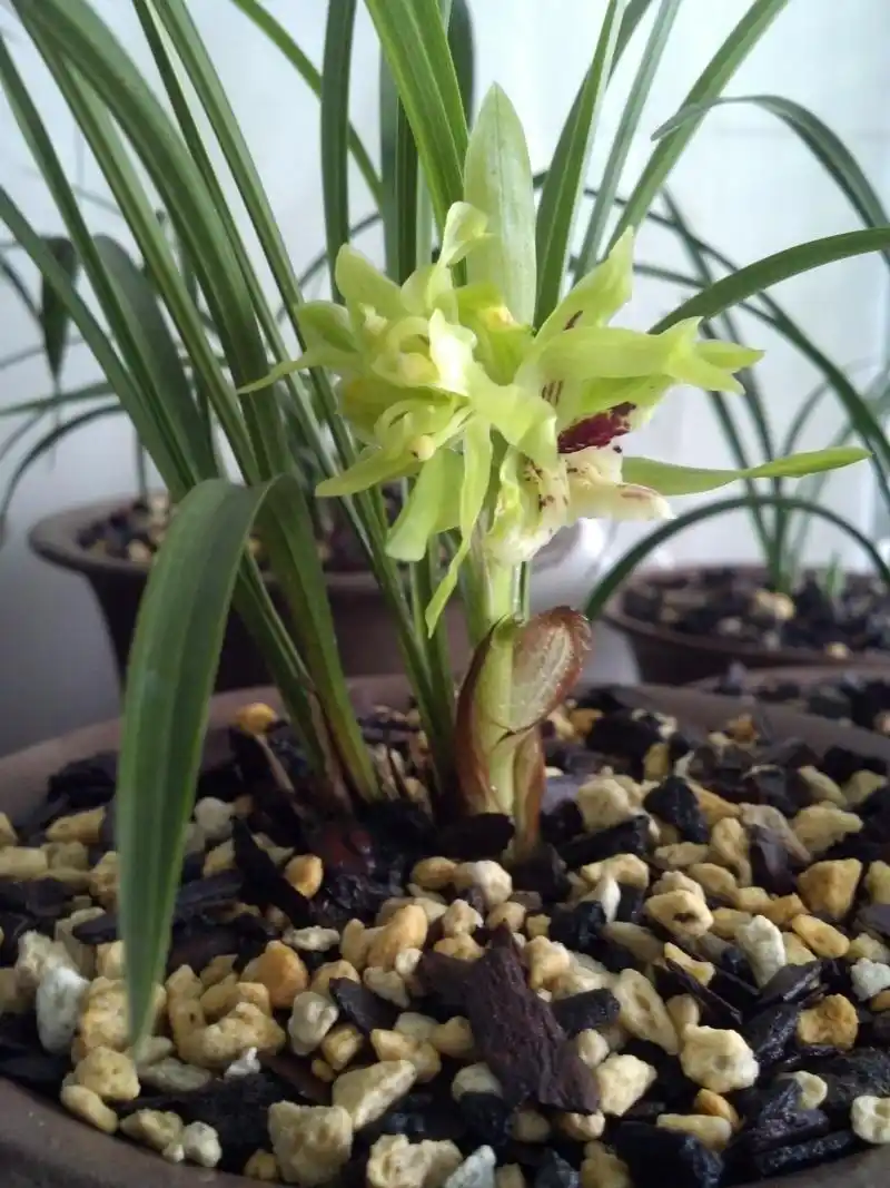 余蝴蝶-春兰篇-中国兰花交易网社区