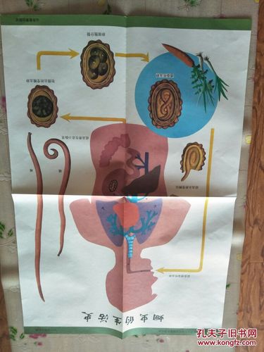 义务教育山东省小学健康教育挂图:蛔虫的生活史(2开)快递或包裹