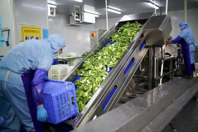望家欢净菜加工车间