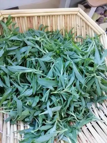 啊!好嫩的扫帚苗