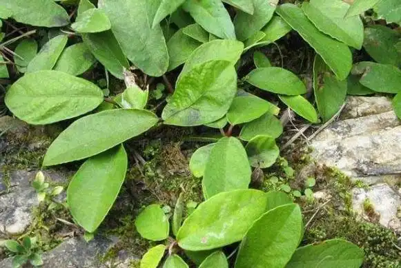 野地瓜藤的功效和作用