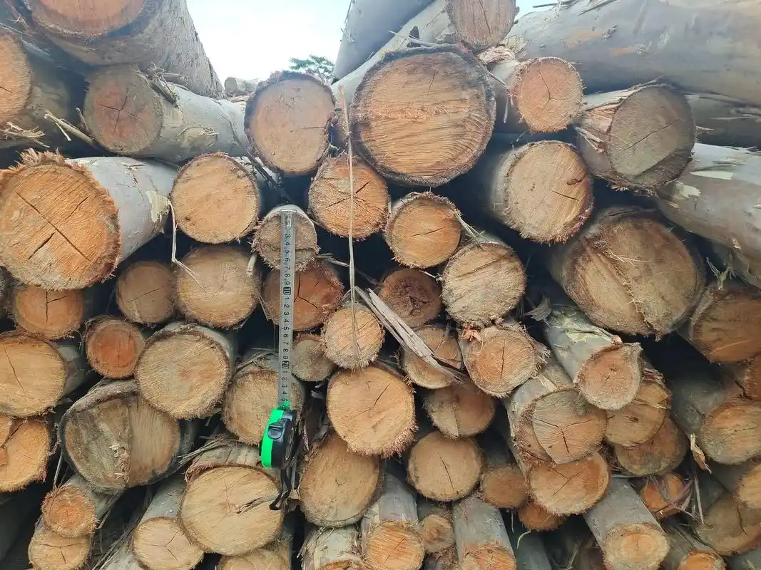 29号桉树,13799395183 - 抖音