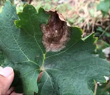 葡萄白腐病的发生及防治