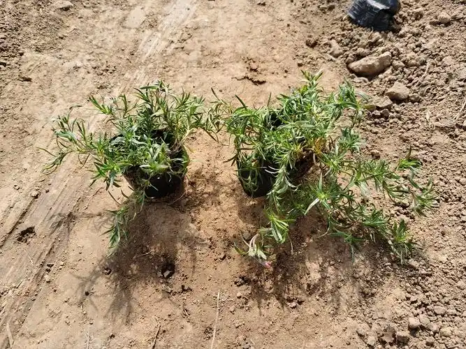 承玉花卉自产自销芝樱花丛生福禄考屋顶观赏苗