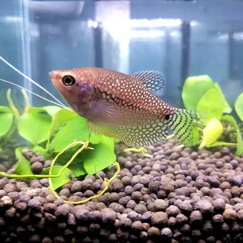 热带观赏鱼珍珠马甲鱼曼龙龙鱼丝足珍珠小型淡水鱼