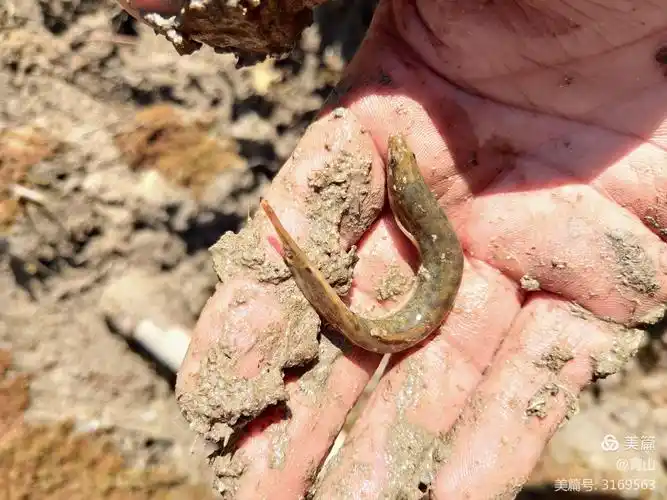 新年趣事～捉泥鳅 - 美篇