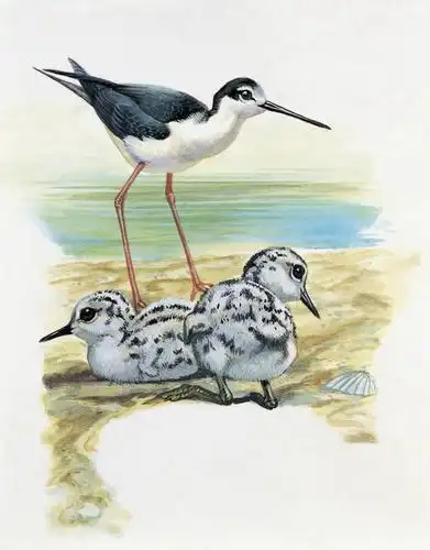 室外,特写,白天,数码,科技,水,野生动物,贝壳,三只,阴影,网络,鸟类