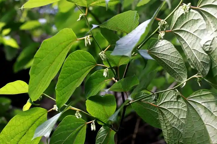 【八角枫】山茱萸科,八角枫属