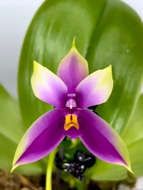 原生种蝴蝶兰贝丽娜