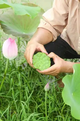手里拿着莲蓬子 莲子