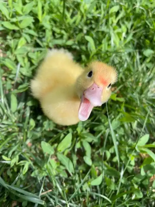 捡到鸭子的第7天