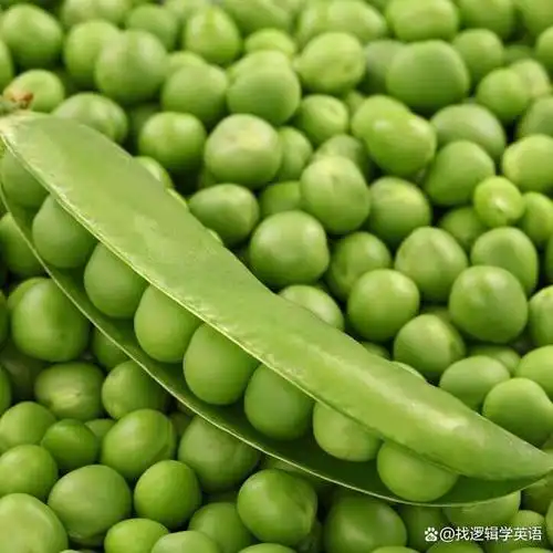 豌豆(pea)与大豆(bean)一样,二者一般都是可数的.