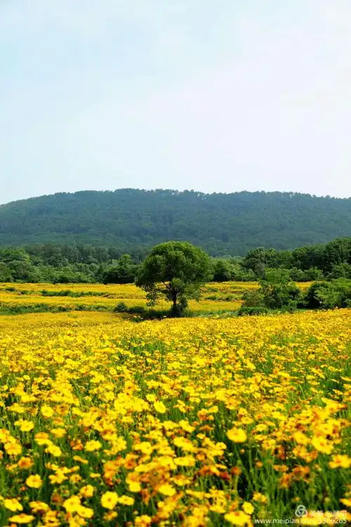 九峰金鸡菊花海