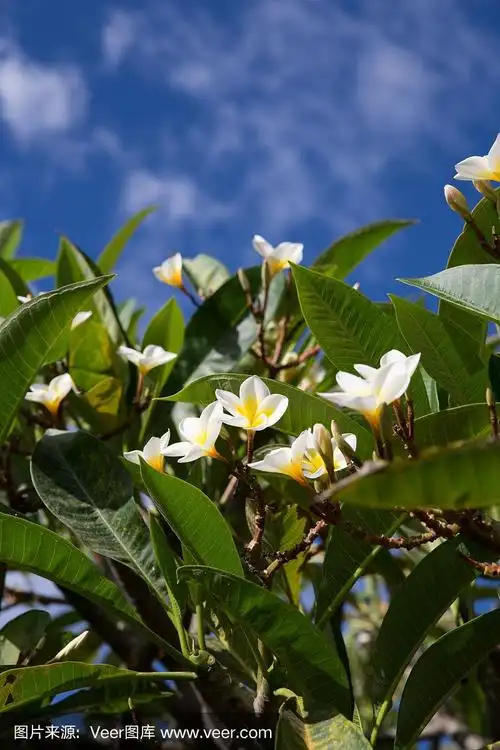 夏威夷群岛的热带鸡蛋花