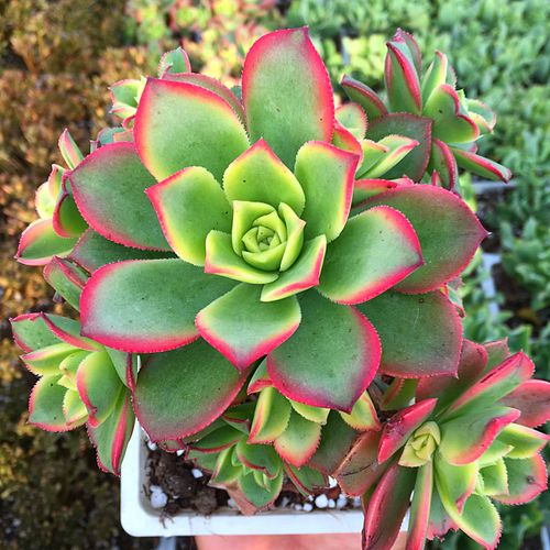 精品多肉植物园【艳日辉群生老桩】绿植花卉吸甲醛防辐射奇趣盆