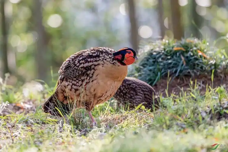 深山老林里的黄腹角雉