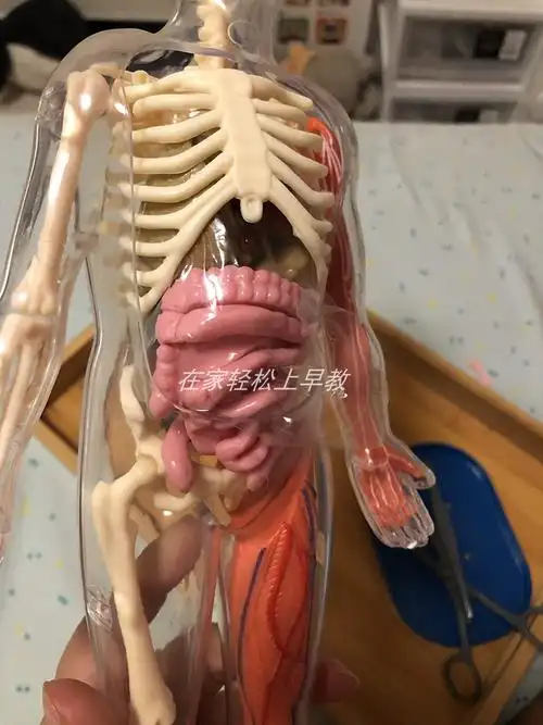 美国smartlab人体器官模型结构图解剖科学实验stem儿童益智玩具