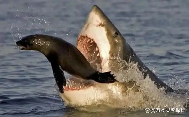 突然,海底冲上来一条鲨鱼,一