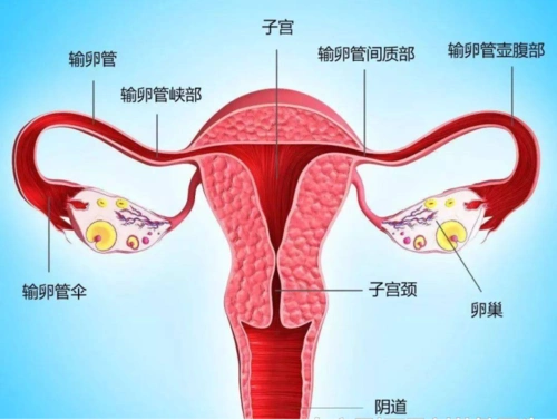 女性内生殖器宫解剖子宫全切术:切除子宫颈,子宫体,离断周围的四对