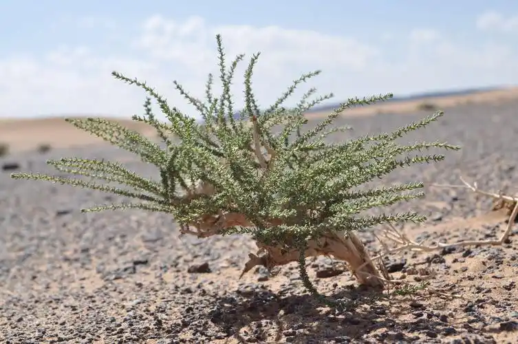沙漠的植物,多么顽强的生命力.
