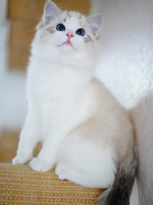 可能绝育价值8个w的布偶猫长什么样子