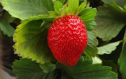 一个成熟的草莓微距摄影,绿叶 iphone 壁纸