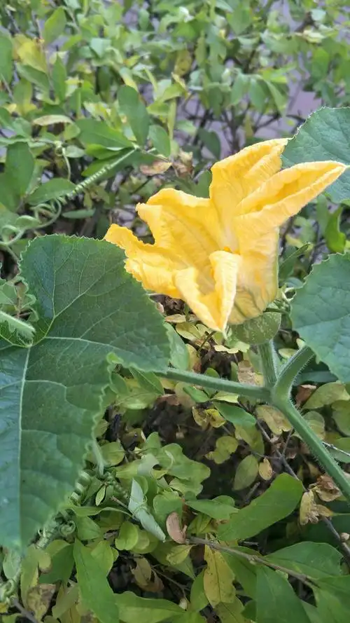 花儿与少年,愿所有美好的东西,都会如约而至