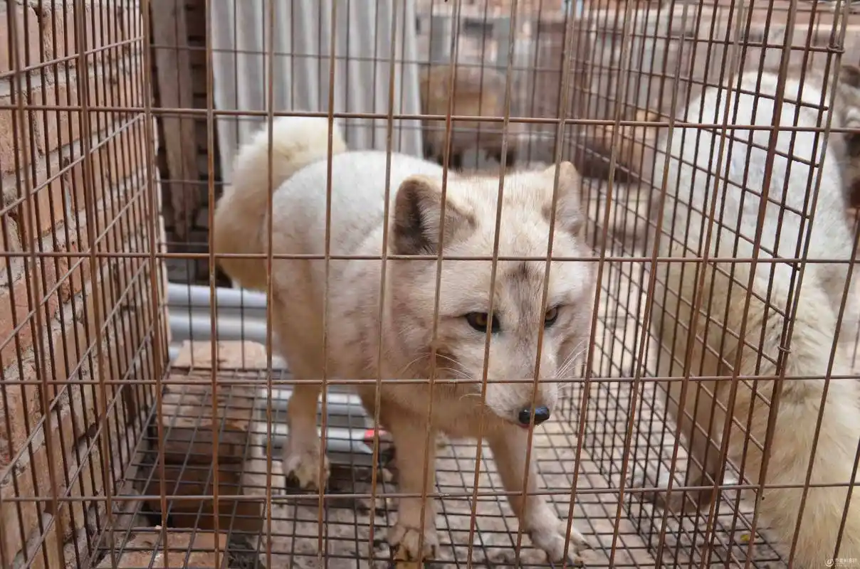 狐狸的皮毛制品很受欢迎,人工养殖想提高效益?这4个技术很重要