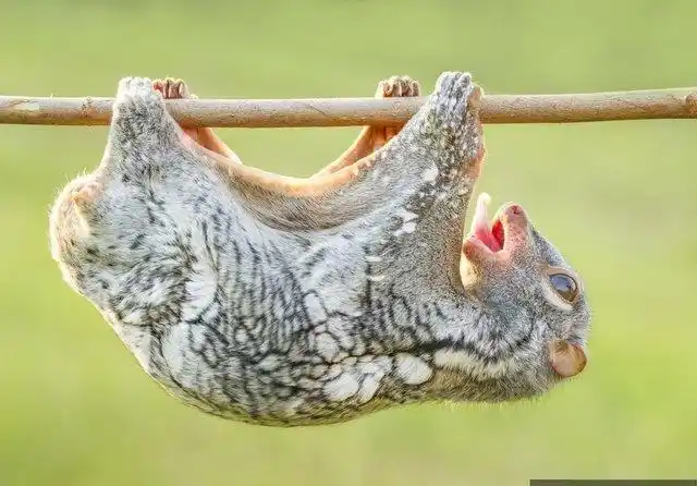 一只刚睡醒的飞狐猴倒挂在树枝上. 图片来源:视觉中国