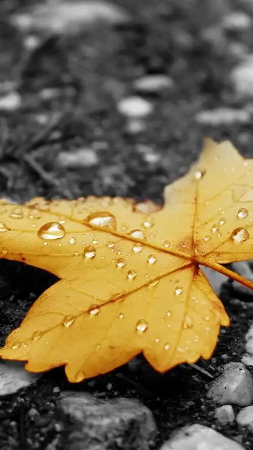 黄色枫叶,水滴,地面