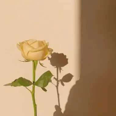 静物小清新头像高清图片个性好看的静物风景图片头像