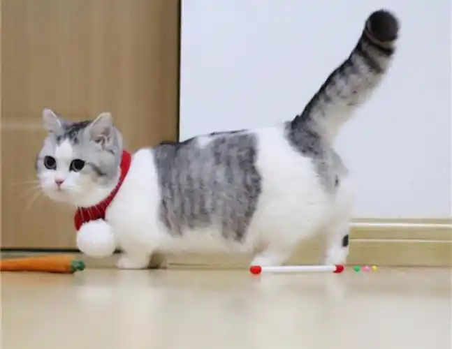 曼基康矮脚猫吃什么猫粮好?十大猫粮排行榜推荐_手机搜狐网