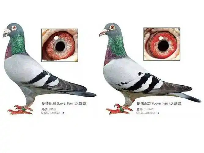 沃迪维德的超级配对,作出许多超级赛鸽及后代,包括被国人熟知的大名鸽