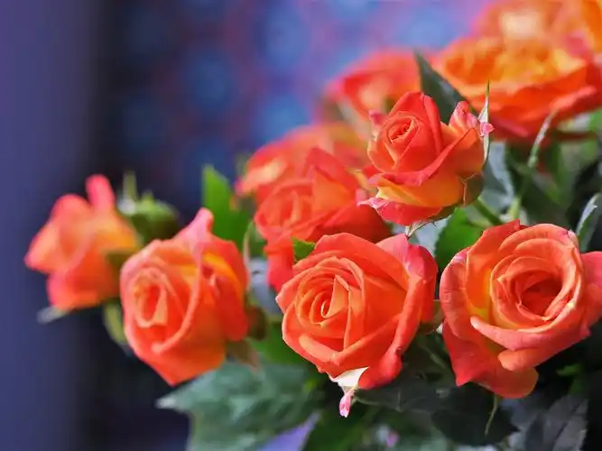 桔红色的月季花