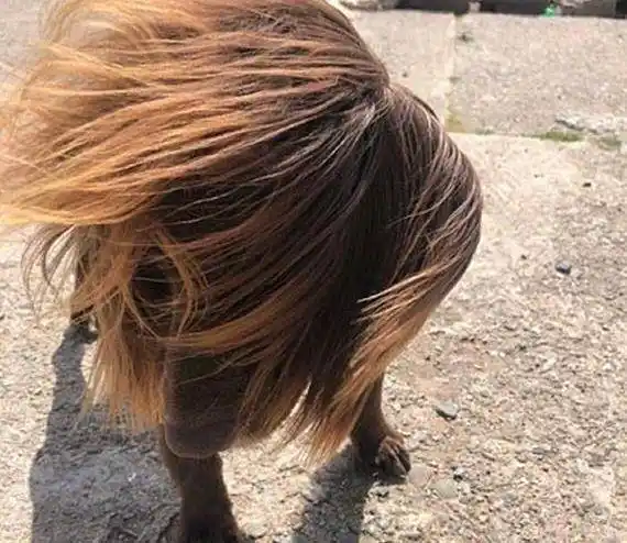 女子刮风天带狗出门,却引来不少人注视,低头一看汪竟成了杀马特_狗狗