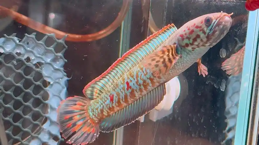 大尺寸野生七彩,68起双包.选鱼看主页#雷龙鱼 #七彩雷龙 #观赏鱼