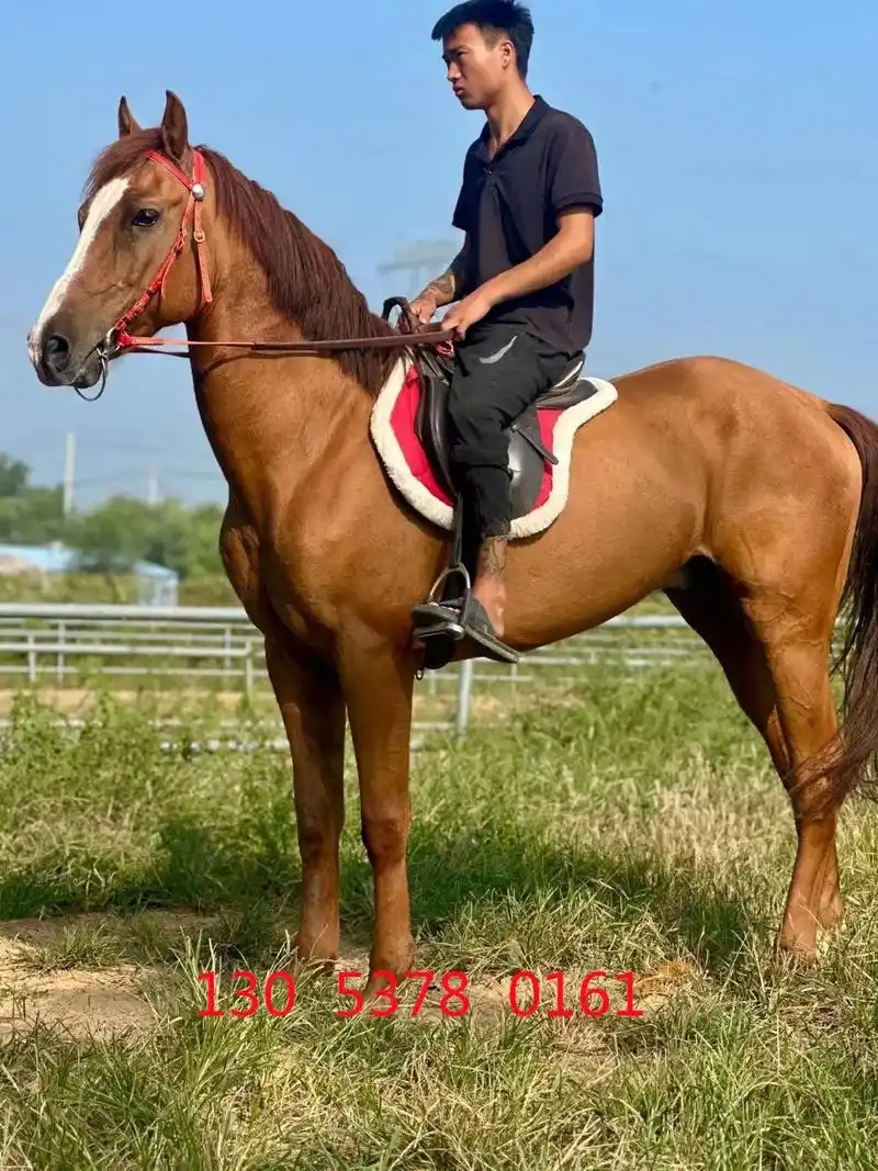 江苏省扬州市骑乘大马哪里有.本马场常年出,回收各品种马匹:骑 - 抖音