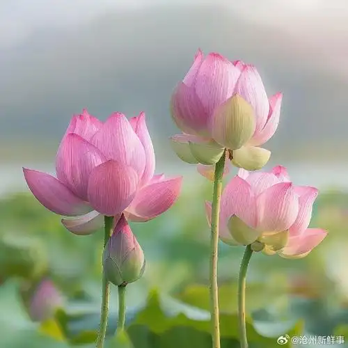 妈妈喜欢的荷花头像上新了