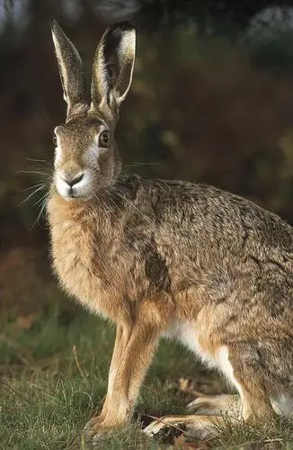 动物,哺乳动物,啮齿,复活节,德国,欧洲,类动物,野兔