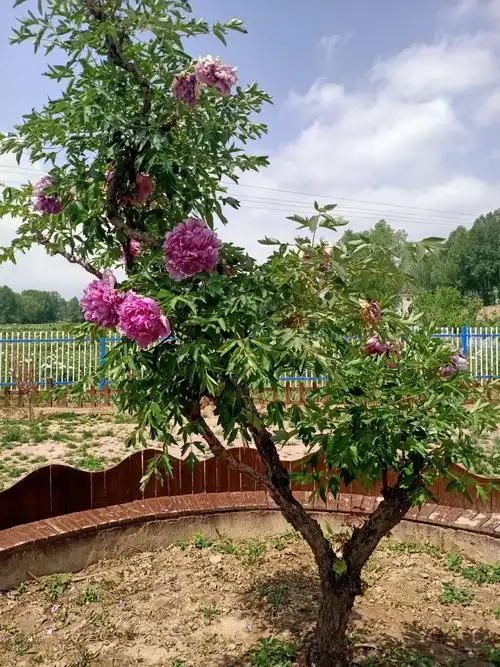 叁百岁的牡丹花多好看 这个牡丹树有叁百岁了