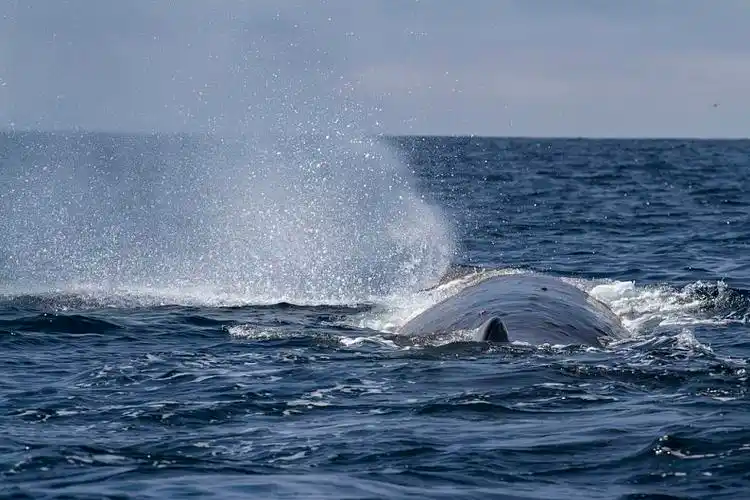 抹香鲸,喷泉,水,太平洋,海洋_高清图片_全景视觉