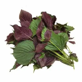 紫苏油的功效与作用_紫苏作用与功效的功效_紫苏的功效与作用叶