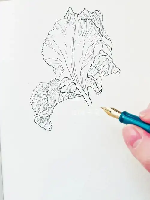 钢笔花卉速写鸢尾花