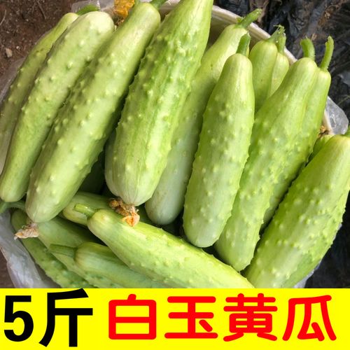 生吃海阳白玉黄瓜5斤 现摘现发刺黄瓜小青瓜蔬菜沙拉新鲜水果蔬菜