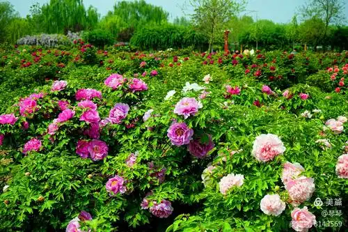 游柏乡牡丹园