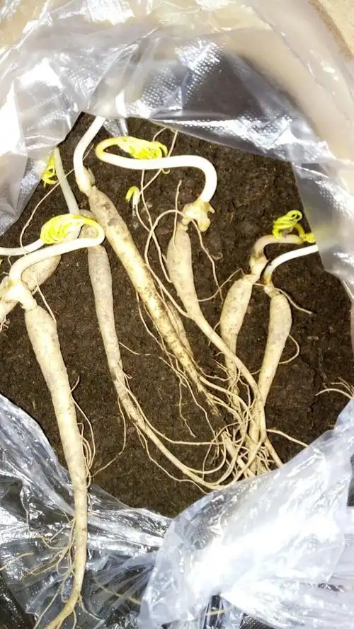 人参苗地能打能打农药