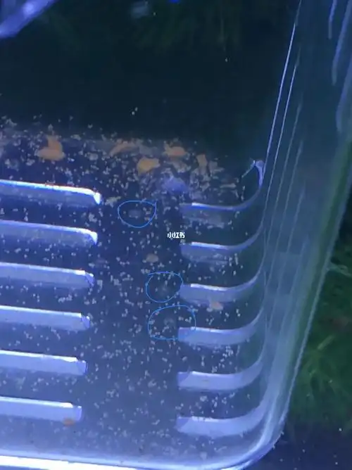 斑马鱼产卵  看到肚子大了,和公鱼关一起两天竟然下卵啦…… 但是有